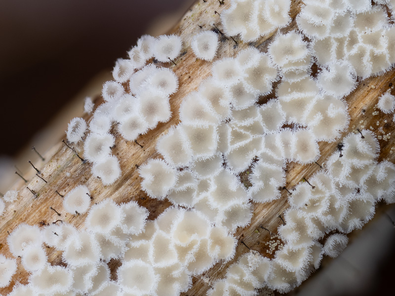 Lachnella villosa Lachnella villosa